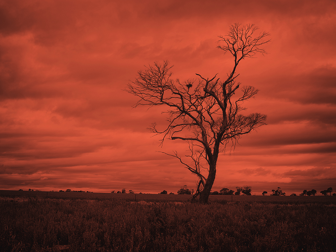 Brad Rimmer, Crows Nest 7 Cowcowing, 2017, archival inkjet photograph, 100 x 134cm, ed. 3