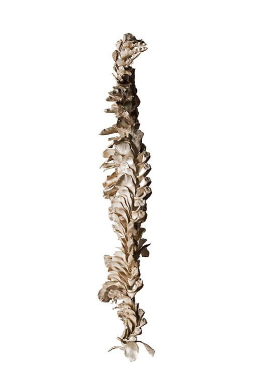 Sarah Elson, Lament of the Labellum - transfiguration 1, 2016, reclaimed sterling silver on beading thread, 330 x 65 x 45cm. Art Gallery of Western Australia