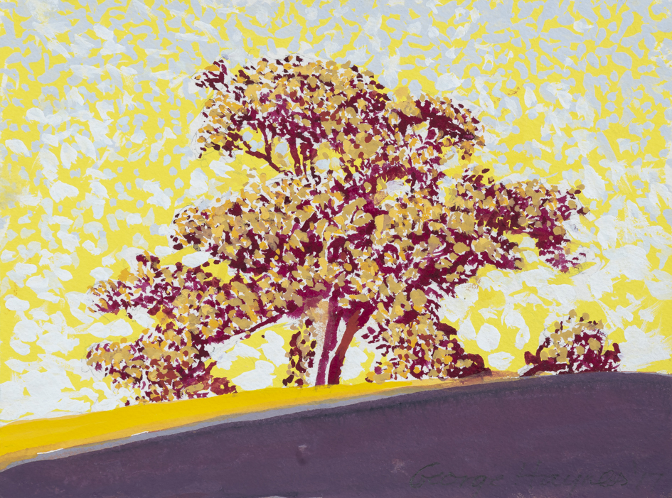 George Haynes, Marri Afternoon, 2018, gouache on paper, 23 x 31cm