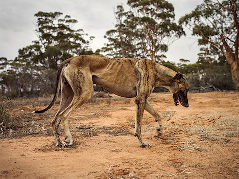 Brad Rimmer, Roo Dog Mukinbudin Summer 2014-15, photograph, 75 x 100cm, ed. 3