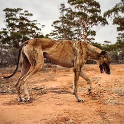 Brad Rimmer, Roo Dog Mukinbudin Summer 2014-15, photograph, 75 x 100cm, ed. 3