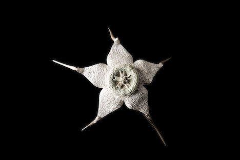 Sarah Elson, Star Pod, 2016, repurposed bronze, 12 x 9 x 4cm