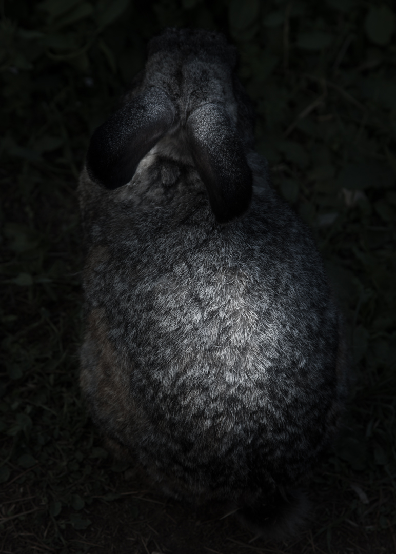 Jane Finlay, Oryctolagus Cuniculus Study, 2018, inkjet print on Canson Rag Photographique, 50 x 35cm, ed. 5