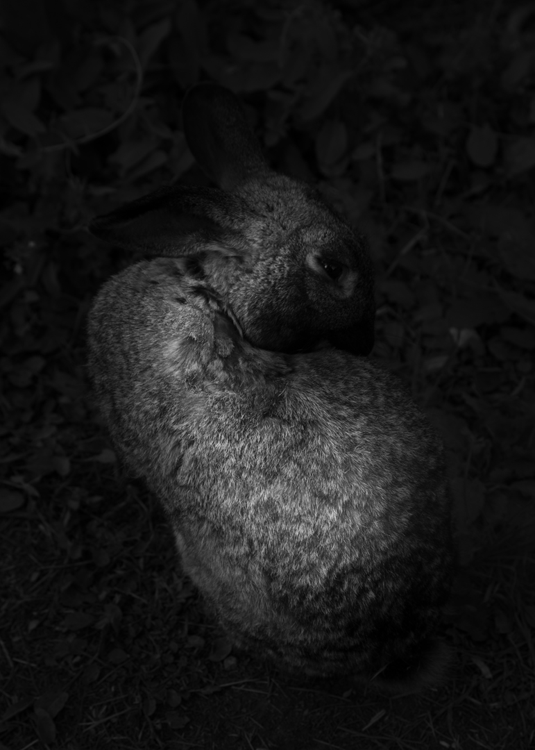 Jane Finlay, Oryctolagus Cuniculus Glance, 2018, inkjet print on Canson Rag Photographique, 50 x 35cm, ed. 5