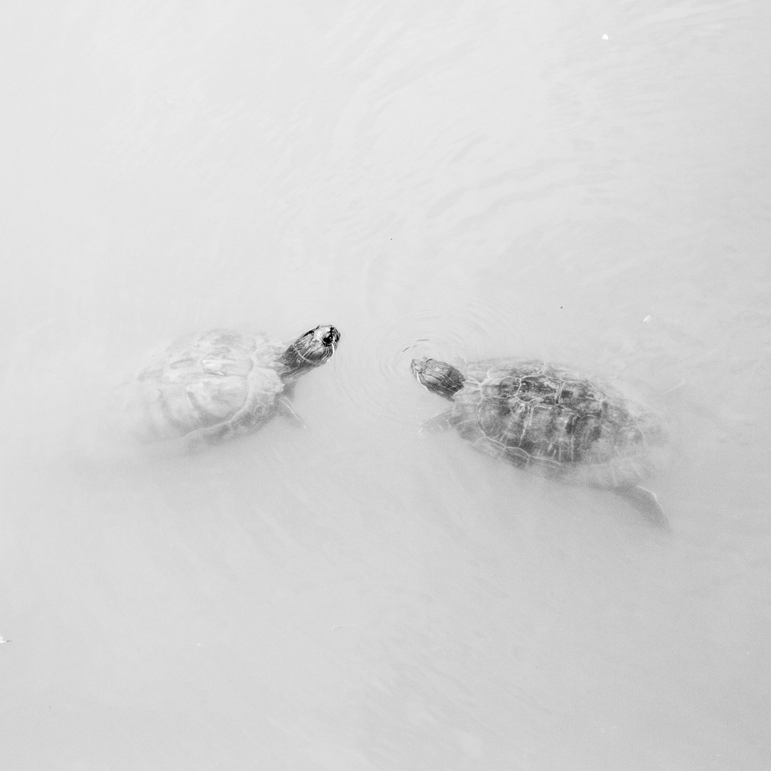 Jane Finlay, Chelonian Exchange I, 2018, inkjet print on Canson Rag Photographique, 30 x 30cm, ed. 5