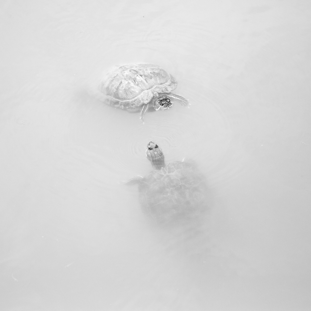 Jane Finlay, Chelonian Exchange II, 2018, inkjet print on Canson Rag Photographique, 30 x 30cm, ed. 5