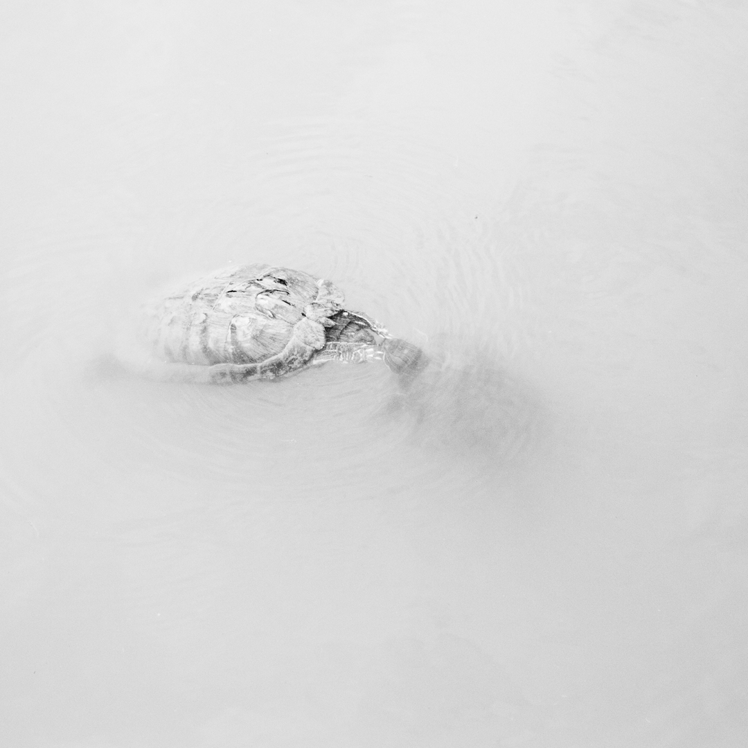 Jane Finlay, Chelonian Exchange V, 2018, inkjet print on Canson Rag Photographique, 30 x 30cm, ed. 5