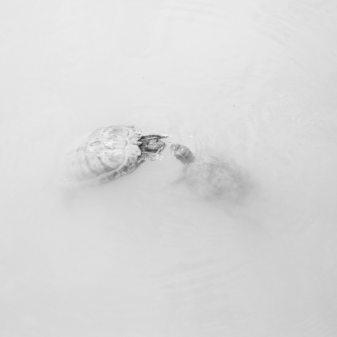 Jane Finlay, Chelonian Exchange III, 2018, inkjet print on Canson Rag Photographique, 30 x 30cm, ed. 5