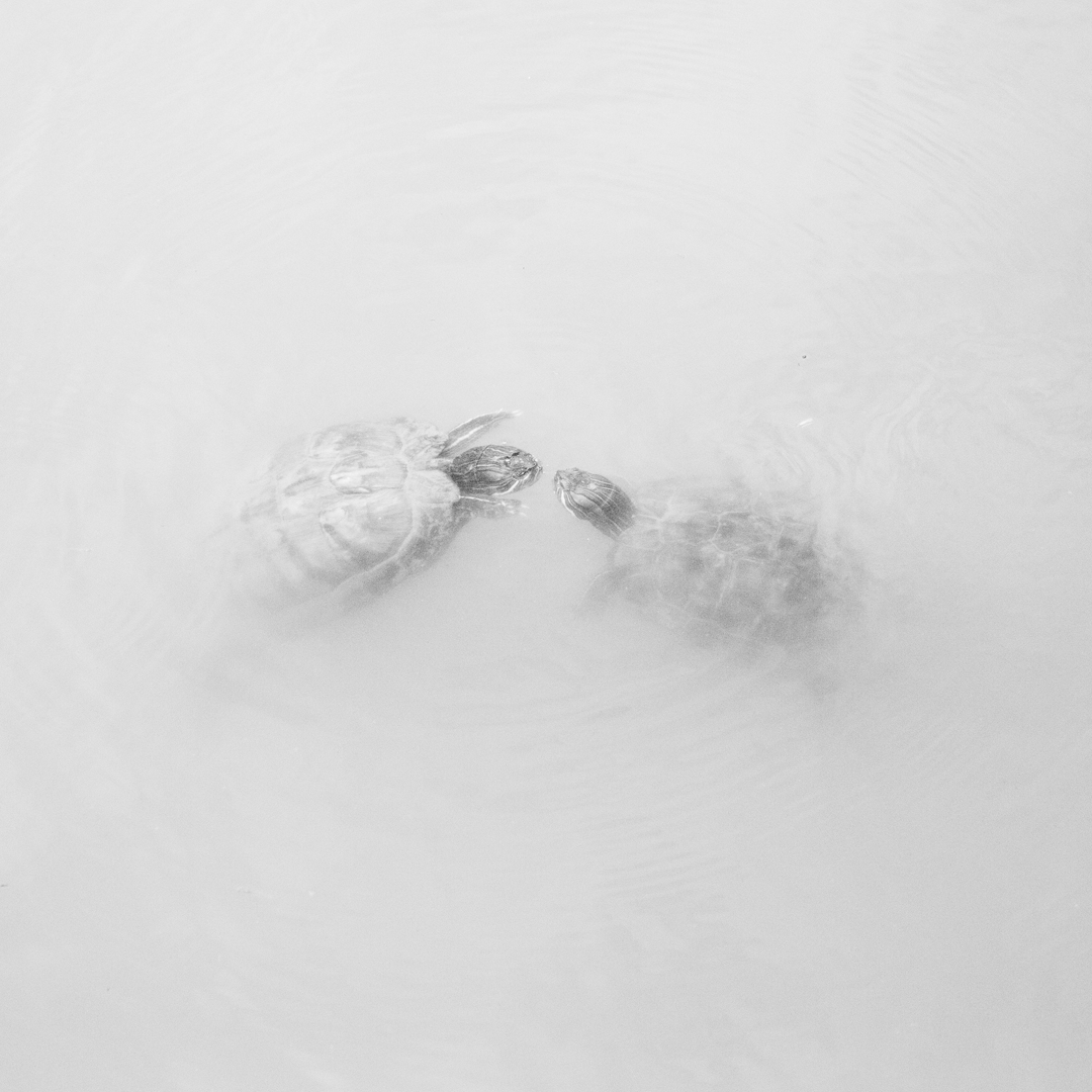 Jane Finlay, Chelonian Exchange IV, 2018, inkjet print on Canson Rag Photographique, 30 x 30cm, ed. 5