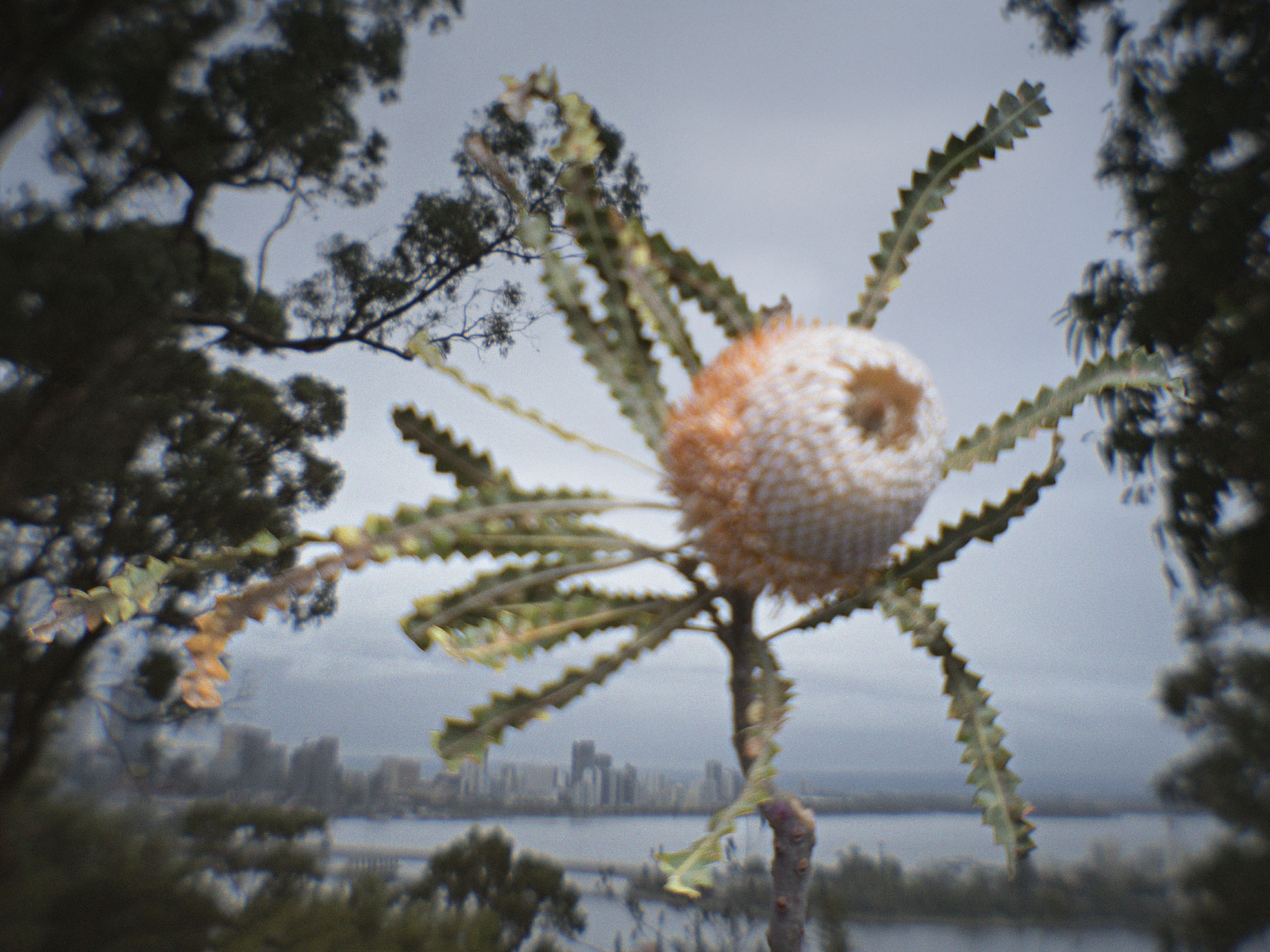 Mike Gray, Kings Park Study 01, 2019, archival inkjet print, 75 x 100cm, ed. 7