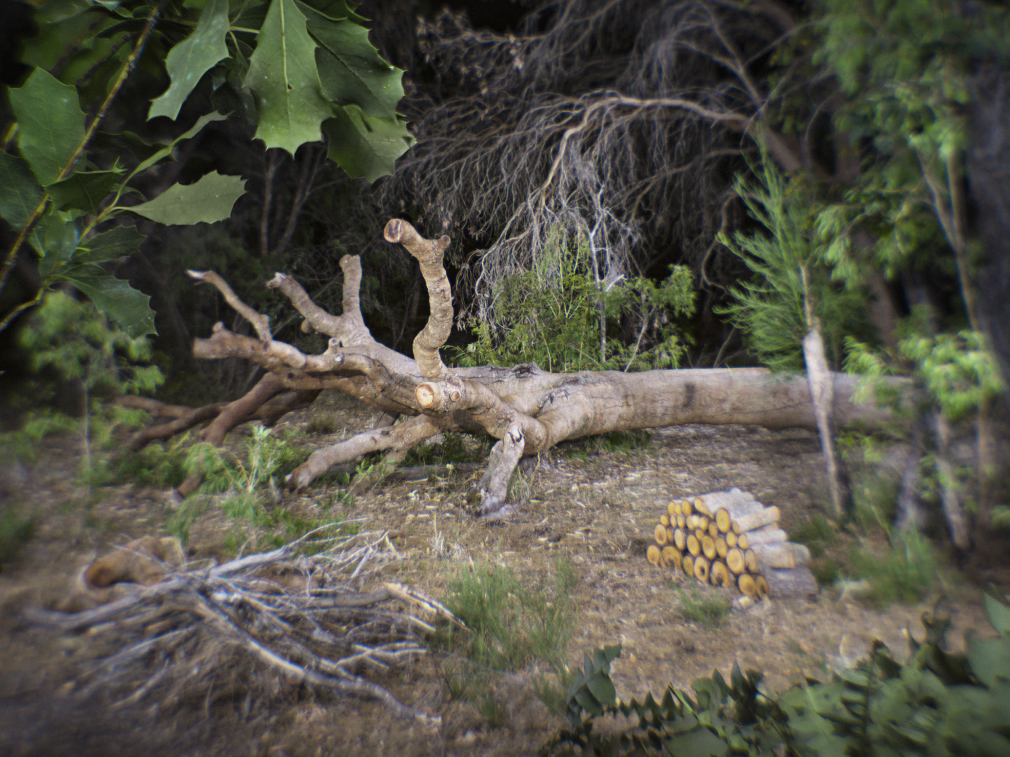 Mike Gray, Blue Orchid Court, 2019, archival inkjet print, 100 x 134cm, ed. 7