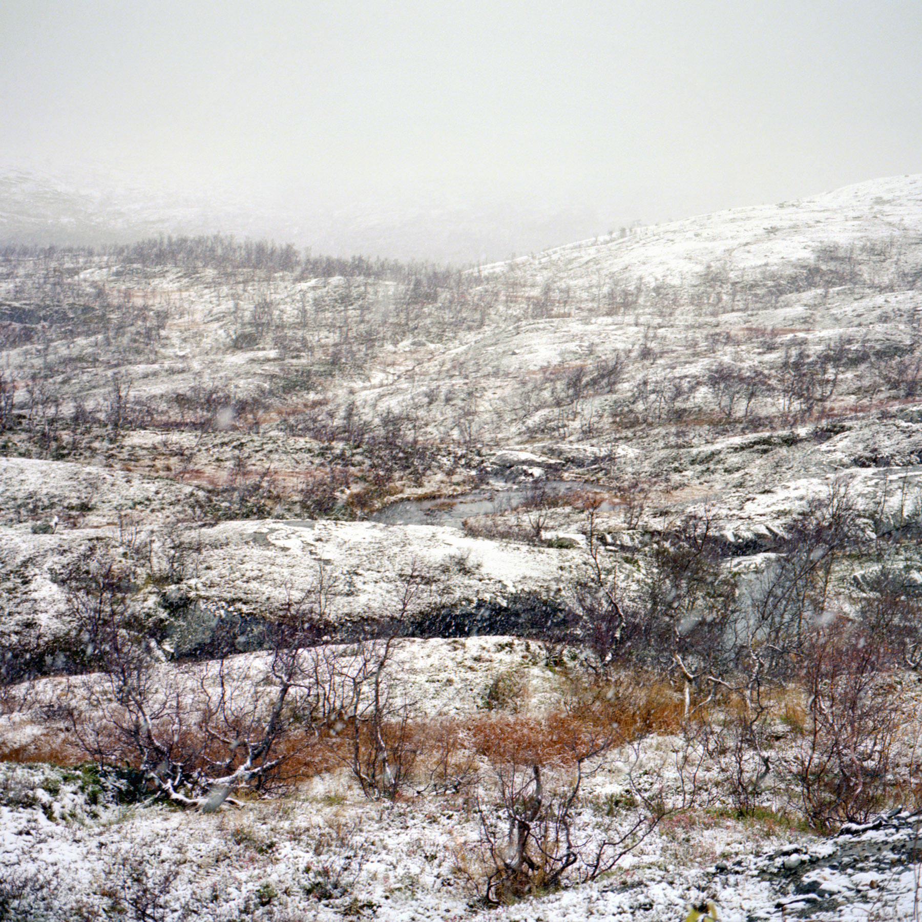 Juha Tolonen, Syksy #8, 2017, archival inket print, 55 x 55cm