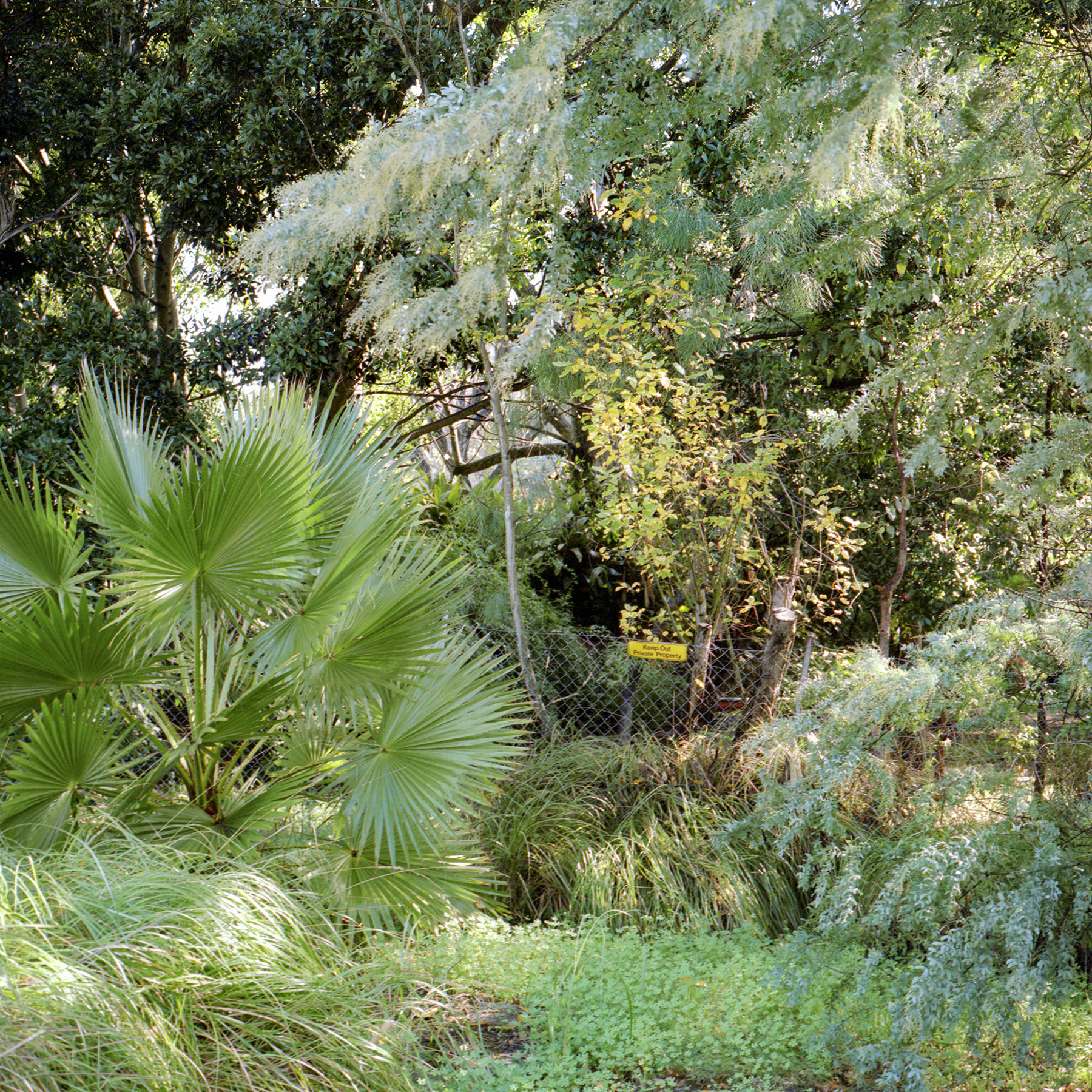 Juha Tolonen, Autumn #5, 2018, archival inket print, 55 x 55cm