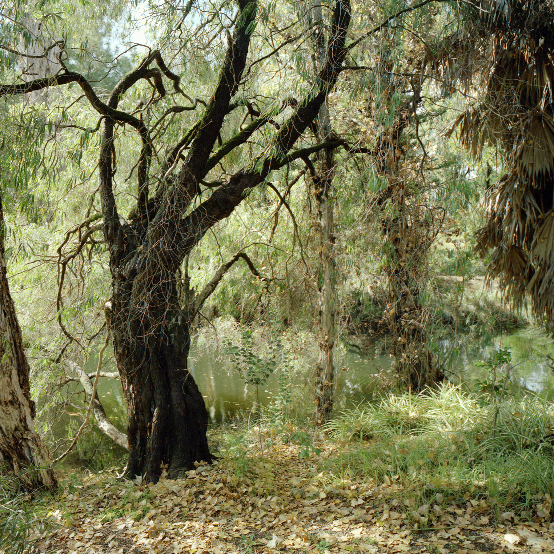 Juha Tolonen, Autumn #4, 2018, archival inket print, 55 x 55cm