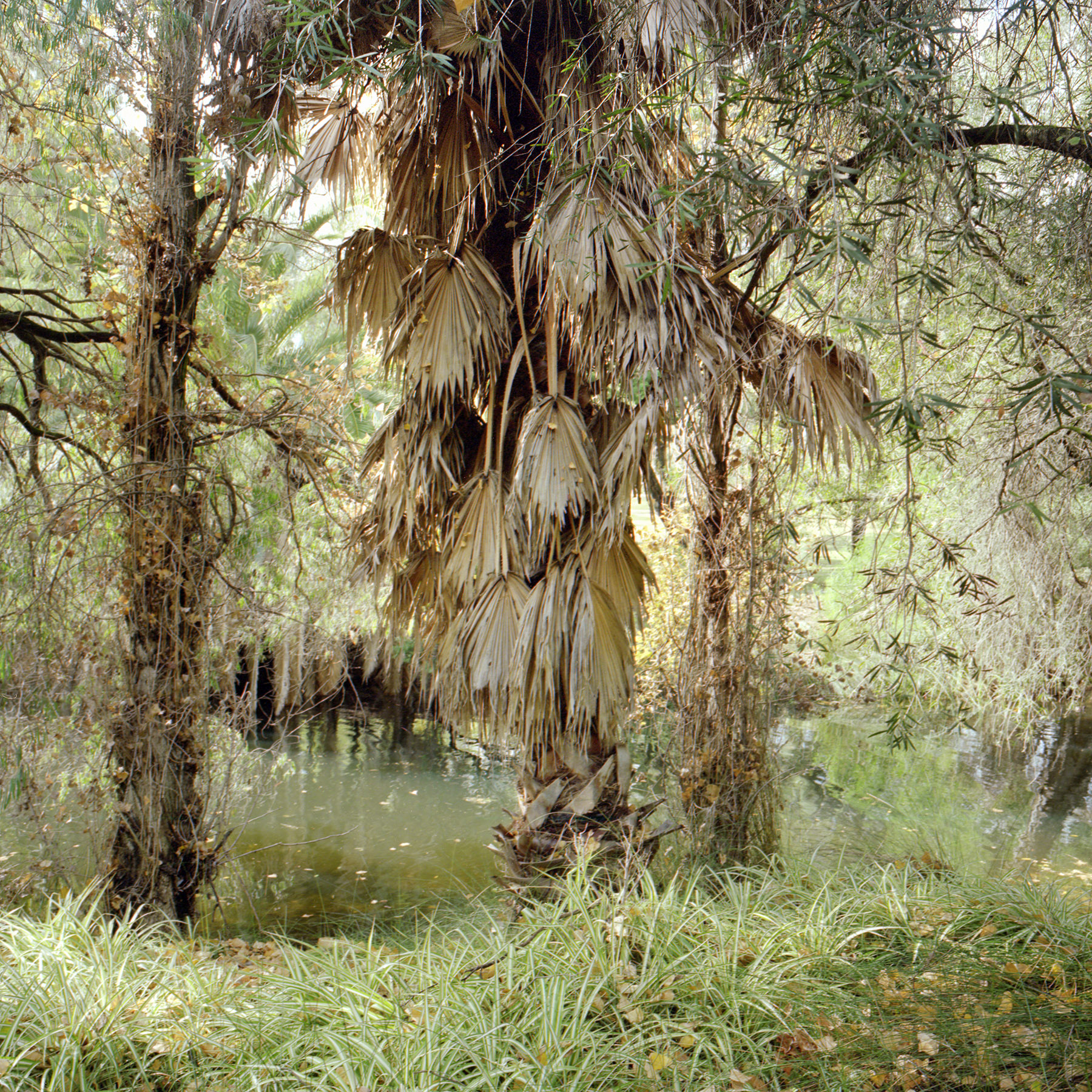 Juha Tolonen, Autumn #2, 2018, archival inket print, 55 x 55cm