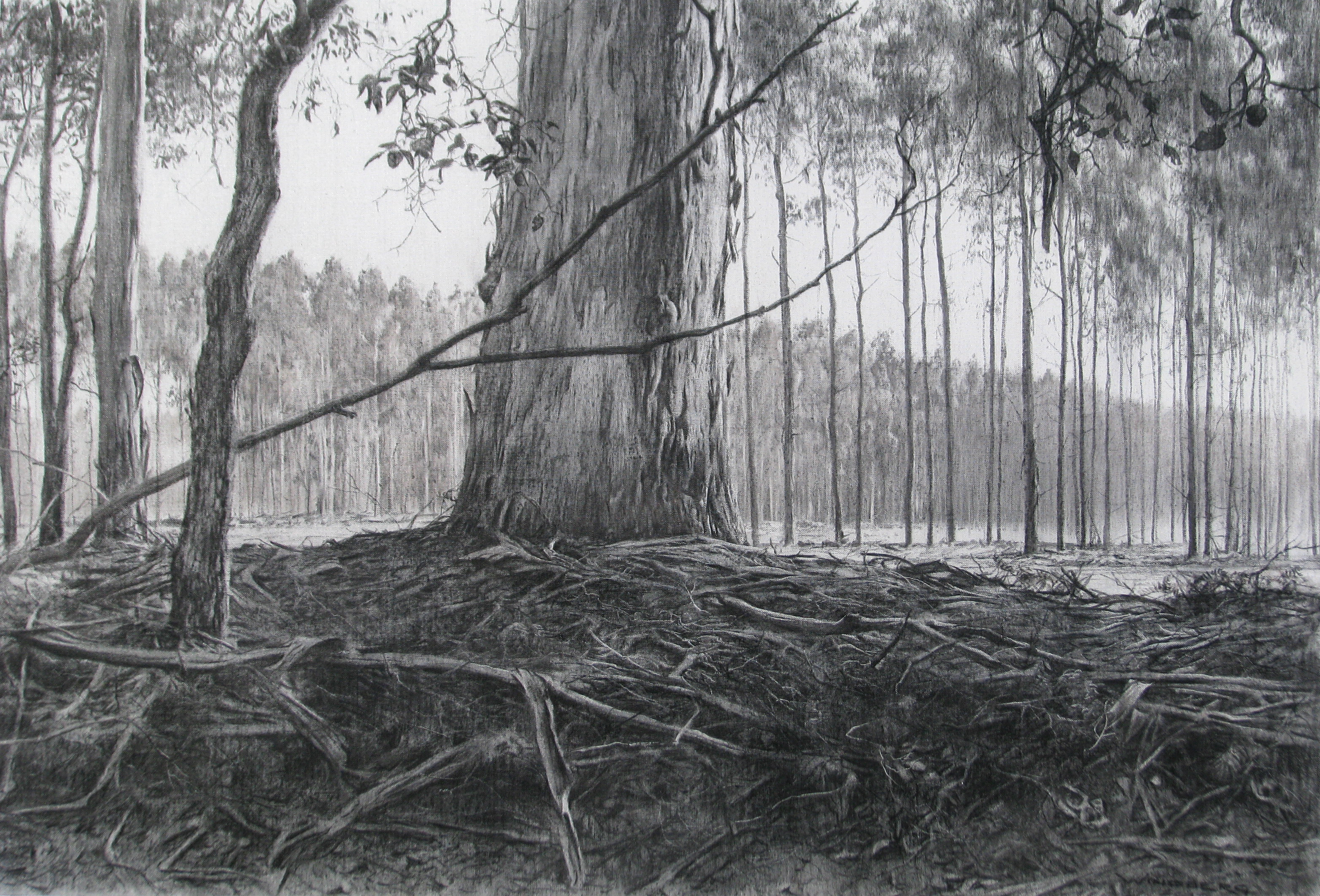 Tony Windberg, Harvest – Gold (panel A, detail), 2012, charcoal, sealer on MDF, 50 x 160 x 5cm (each, 2 panels)