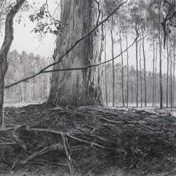Tony Windberg, Harvest – Gold (panel A, detail), 2012, charcoal, sealer on MDF, 50 x 160 x 5cm (each, 2 panels)