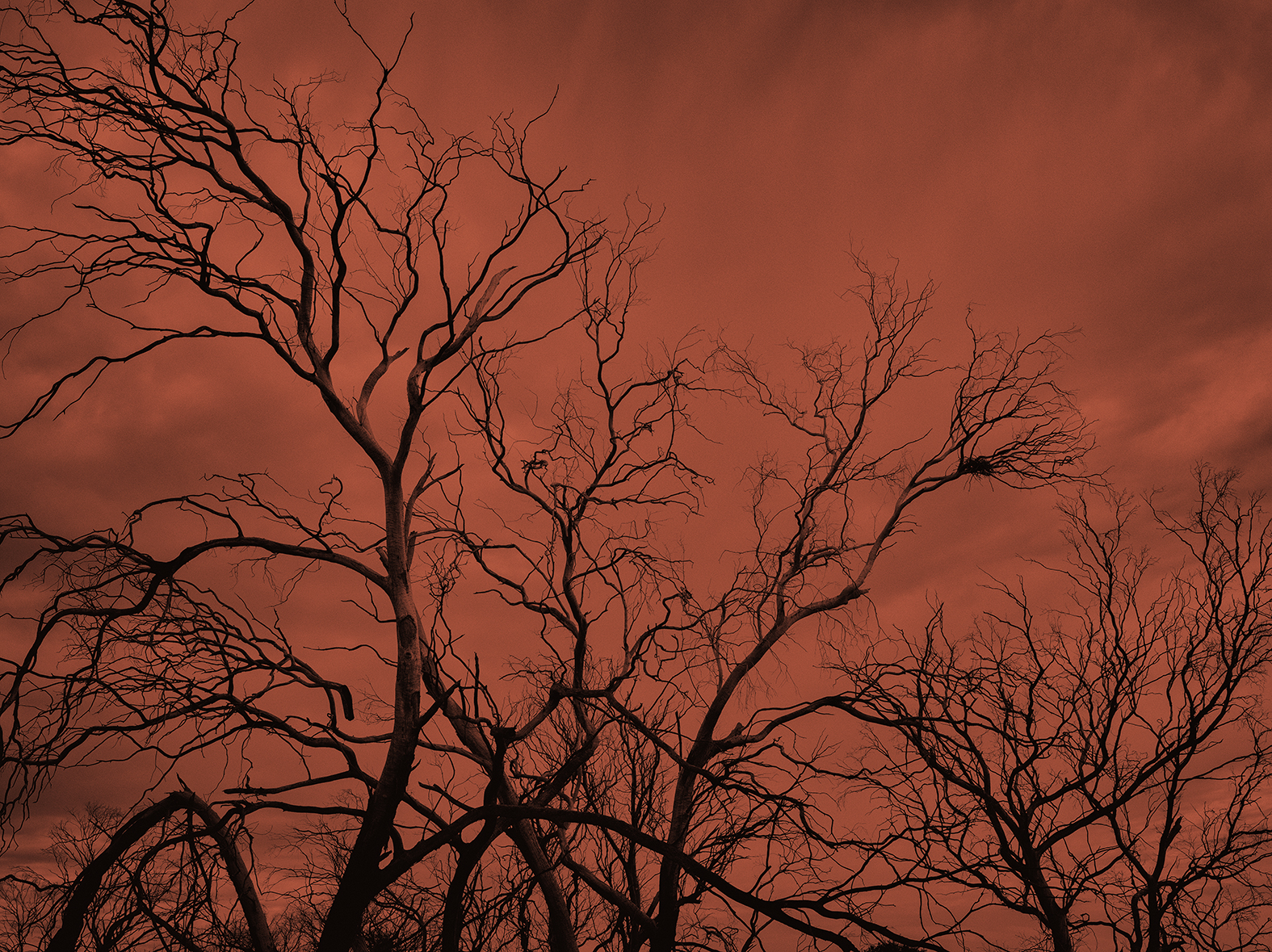 Brad Rimmer, Crows Nest #13, Booralaming, Autumn, 2017, archival inkjet print, 100 x 134cm, ed. 3