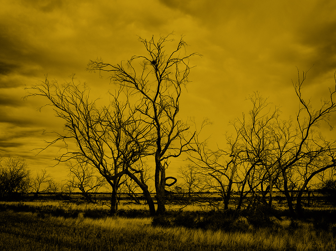 Brad Rimmer, Crows Nest #8, Booralaming, 2017, archival inkjet print, 100 x 134cm, ed. 3. Macquarie Group Art Collection