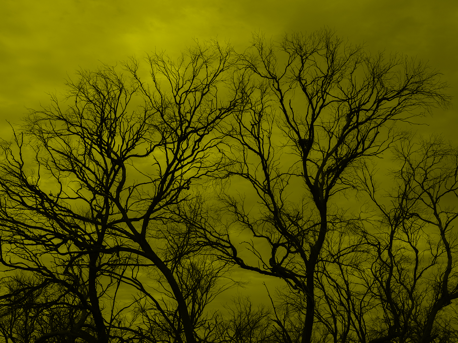 Brad Rimmer, Crows Nest #9, Booralaming, Autumn, 2019, archival inkjet print, 100 x 134cm, ed. 3