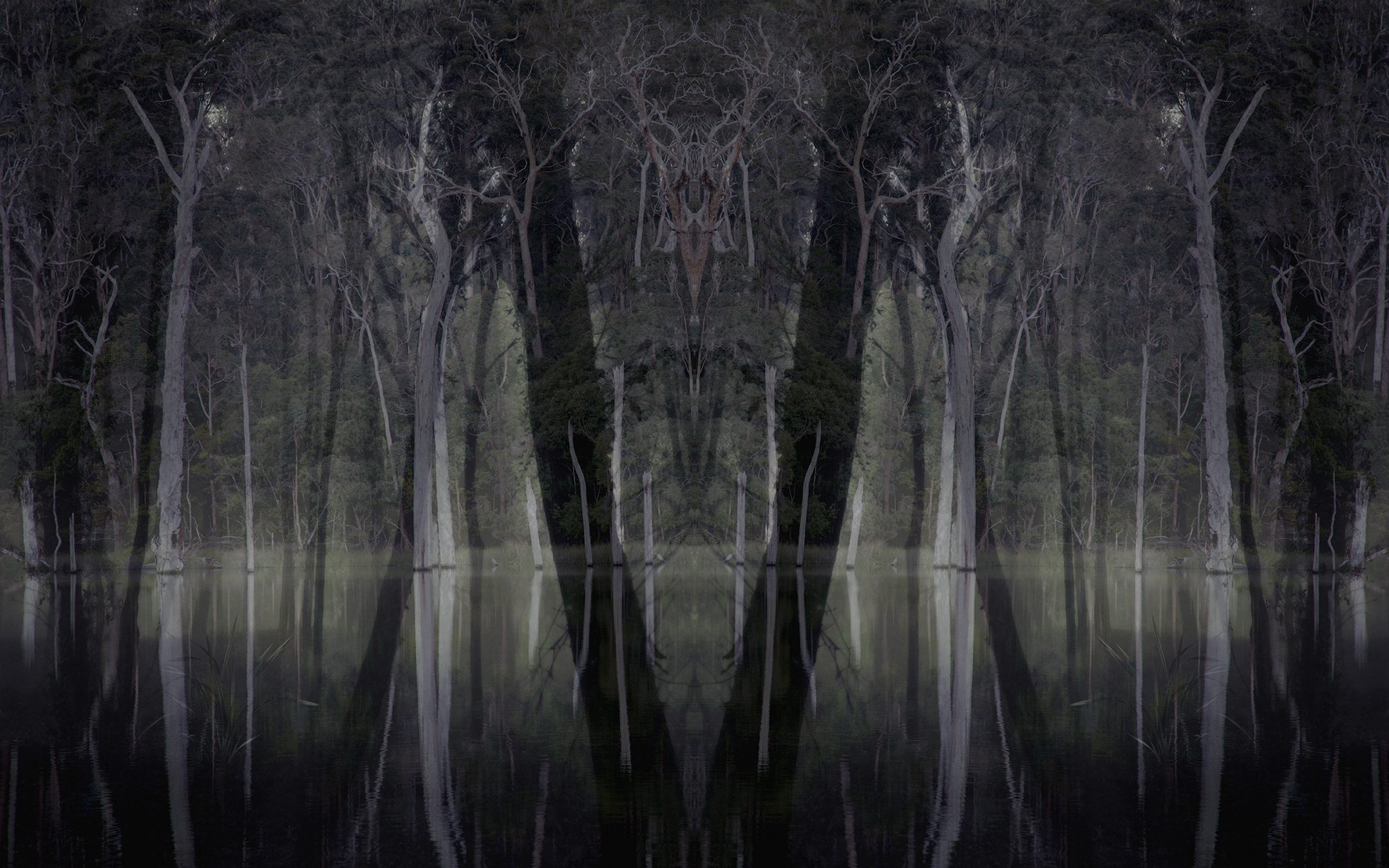 Connie Petrillo, Karri Valley, Western Australia, 2019, c-type print, ed. 3