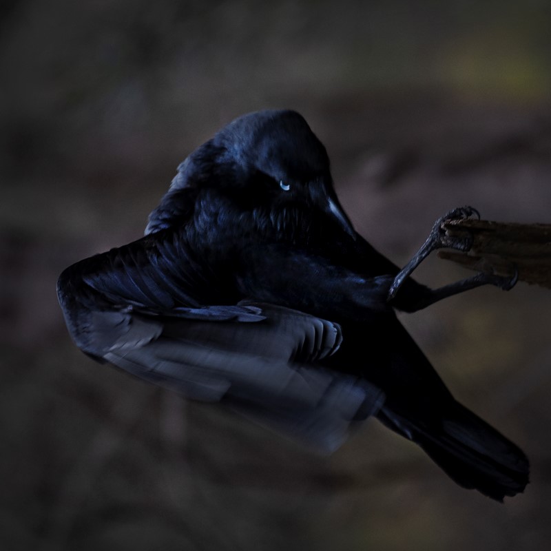 Toni Wilkinson, Wardong - The Watcher, 2019, Canson photographique archival digital print, 160 x 120cm