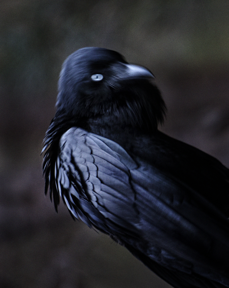 Toni Wilkinson, Lovekin Raven, 2017, archival digital print, 103 x 81cm