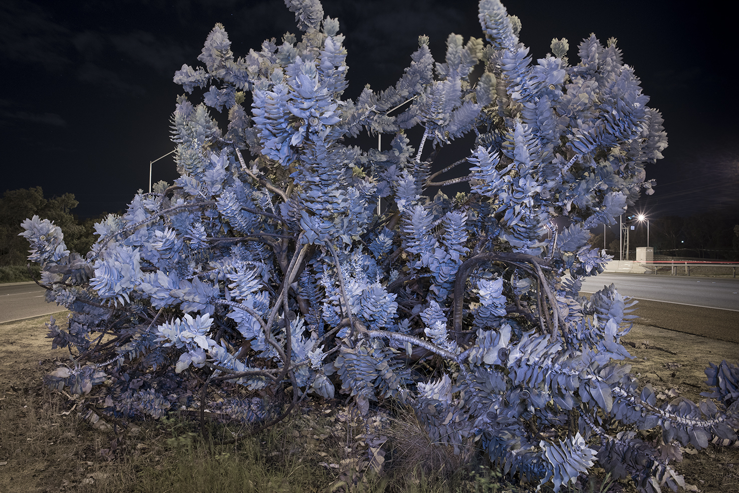 Tony Nathan, Eucalyptus Macrocarpa, 2015, archival photographic print, 67 x 100cm, ed. 7