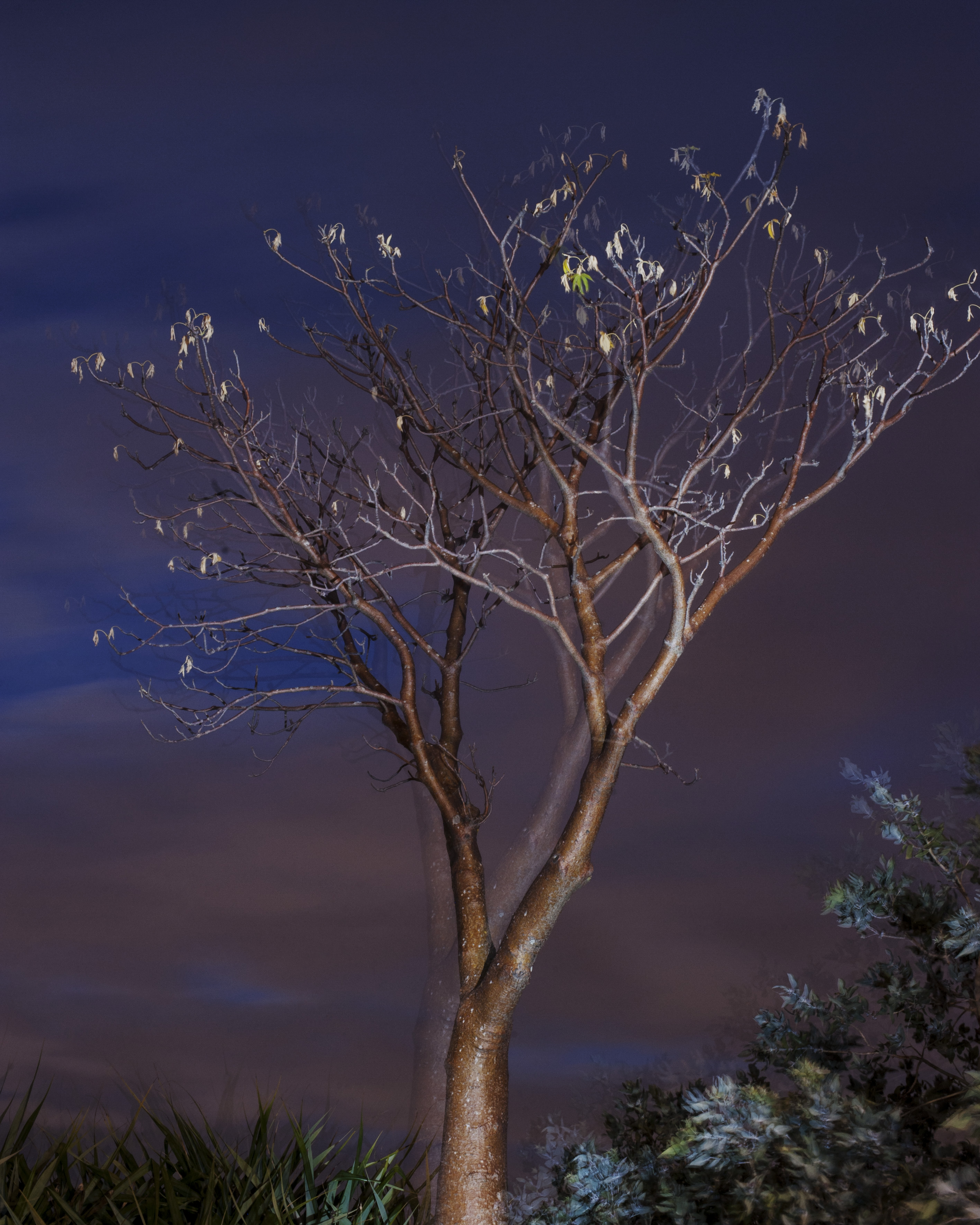 Tony Wilkinson, Boab, 2014, archival digital print, 53.5 x 42cm, ed. 5