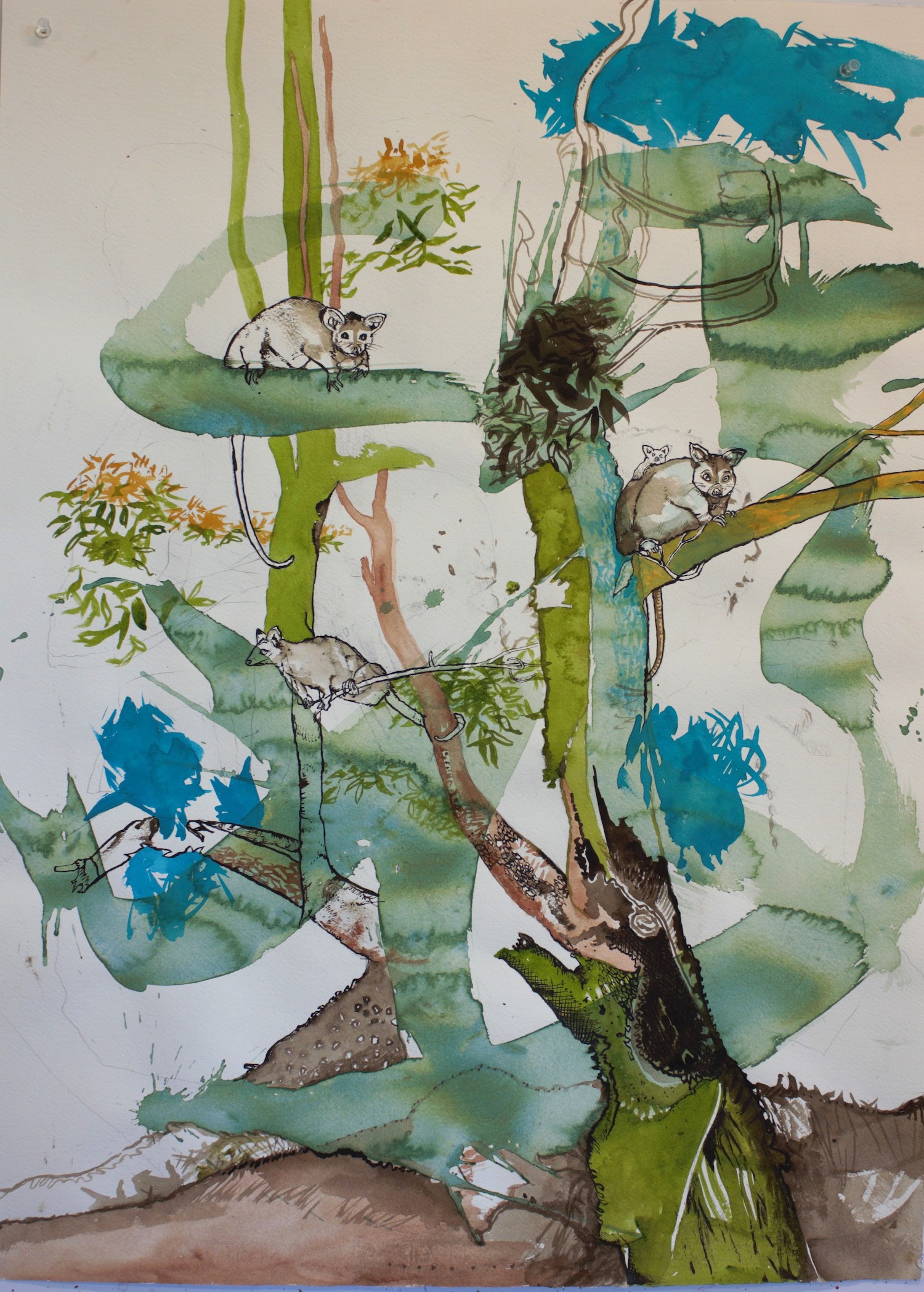 Antony Muia, Possums, 2018, ink and watercolour on paper, 76 x 52cm