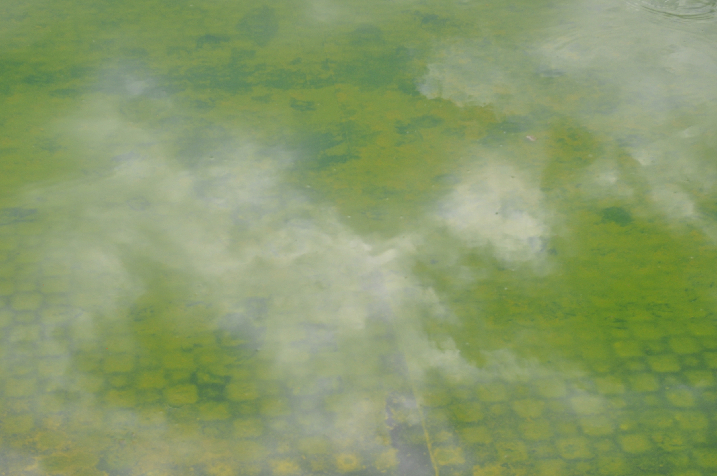 Penny Coss, Blue Green, 2014, photograph on aluminium, 42 x 60cm