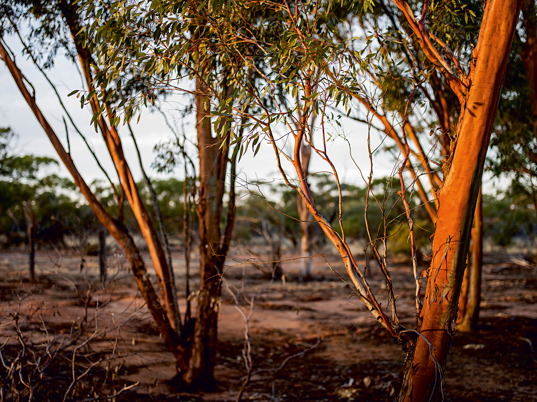 Brad Rimmer, Koorda, Autumn, 2014, archival digital print, 75 x 100cm, ed. 3