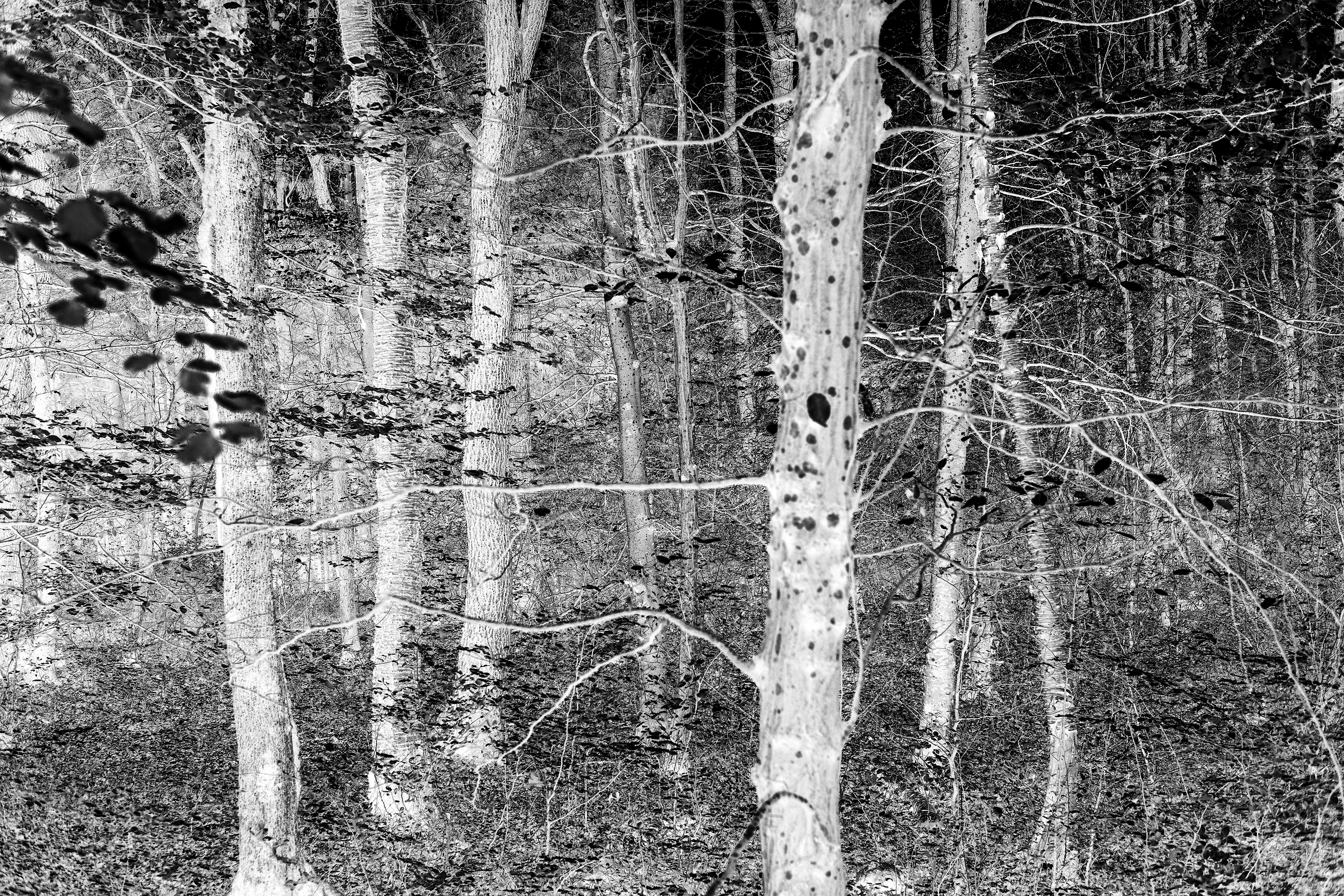 Brad Rimmer, Nocturne 52, 2017-2020, archival digital print, 40 x 60cm, ed. 3