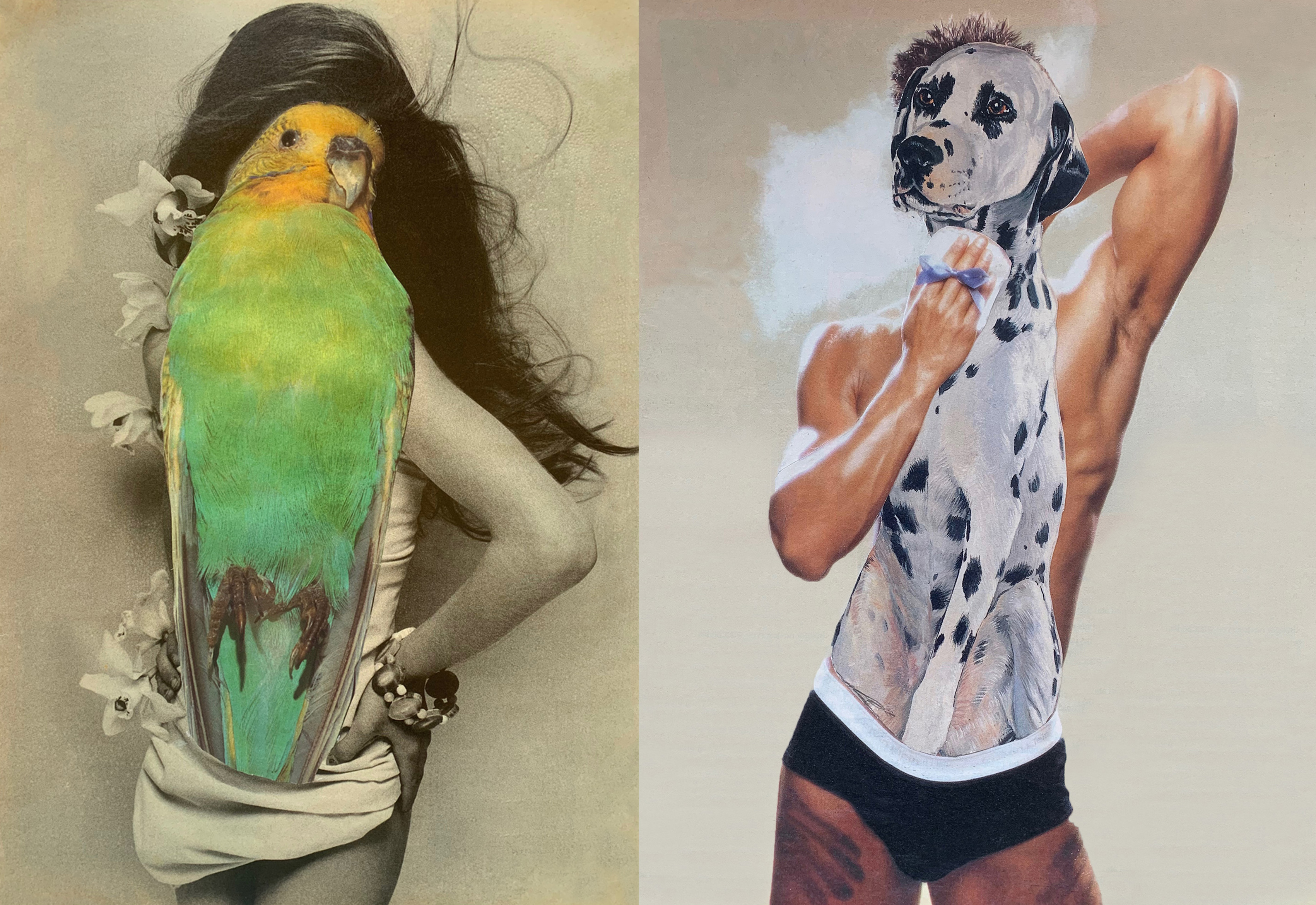 Alex Spremberg, Budgie and Dalmatian, 2020, paper collage on board, 29 x 42cm each