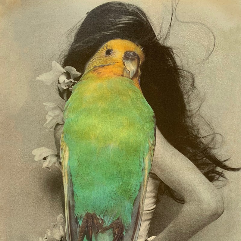 Alex Spremberg, Budgie (detail), 2020, paper collage on board, 29 x 42cm