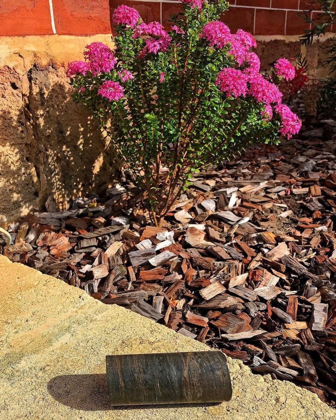 #inmybackyardaus @steven_shadwell