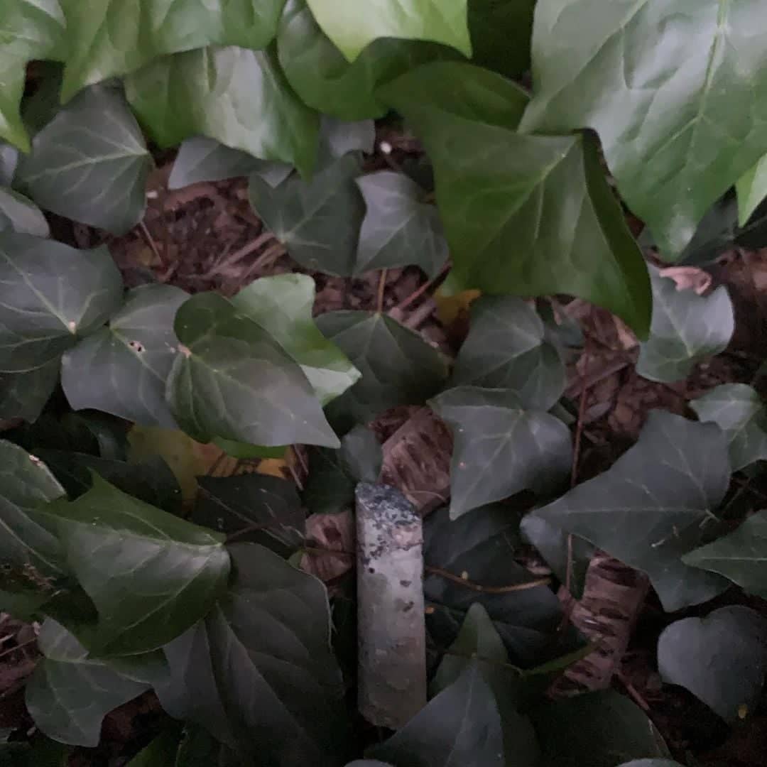 #inmybackyardaus @johnston_felicity