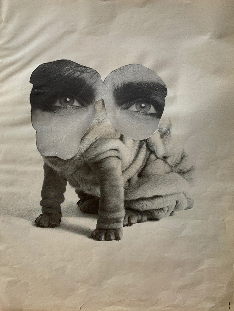 Alex Spremberg, Dog Eyes, 2020, paper collage on board, 29 x 24cm