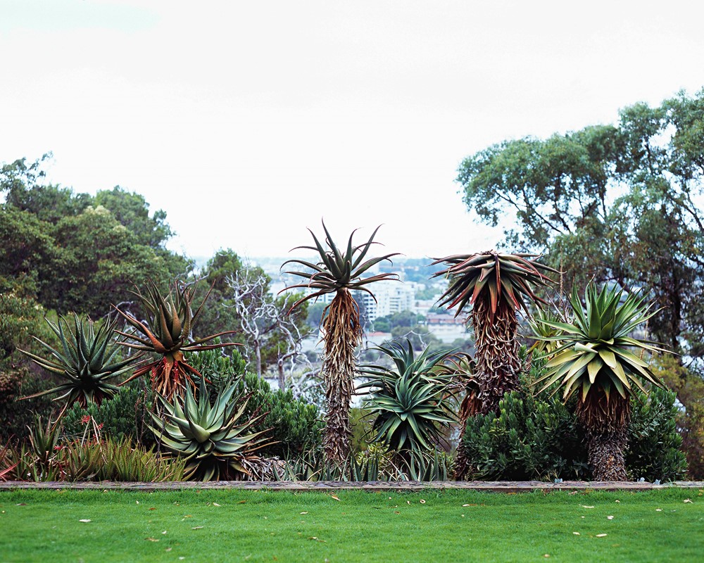 Toni Wilkinson, Intentional Introduction, 2014, archival digital print, 42 x 53.5cm