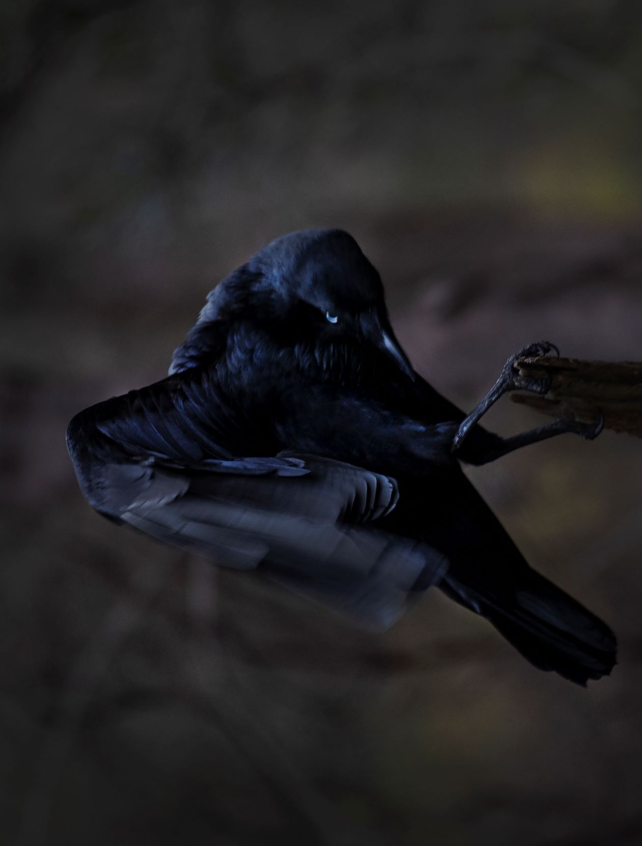 Toni Wilkinson, Wardong - The Watcher, 2019, Canson photographique archival digital print, 160 x 120cm