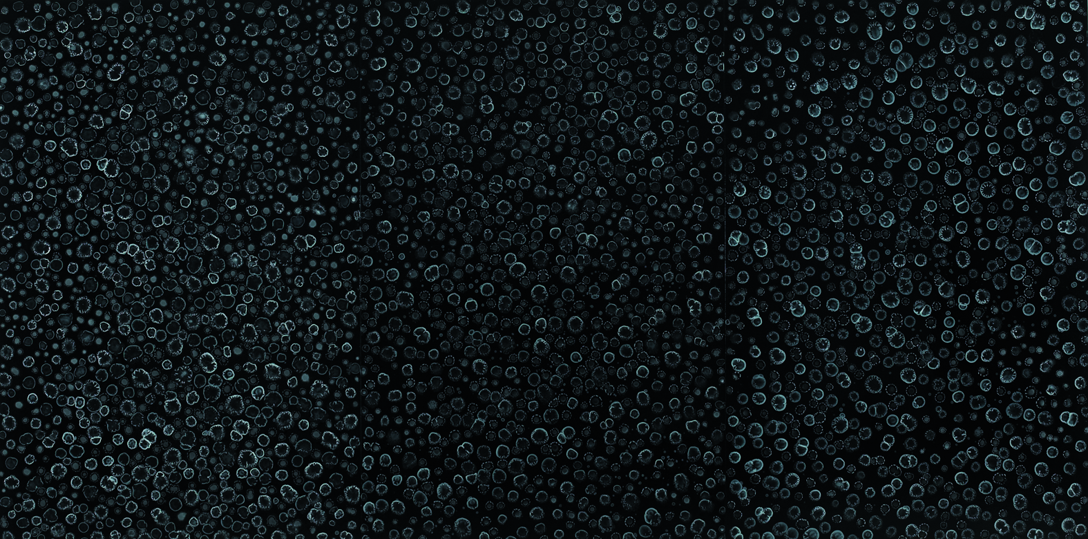 Alex Spremberg, Paint Fall, 2005, enamel on wood, 183 x 366 x 3cm