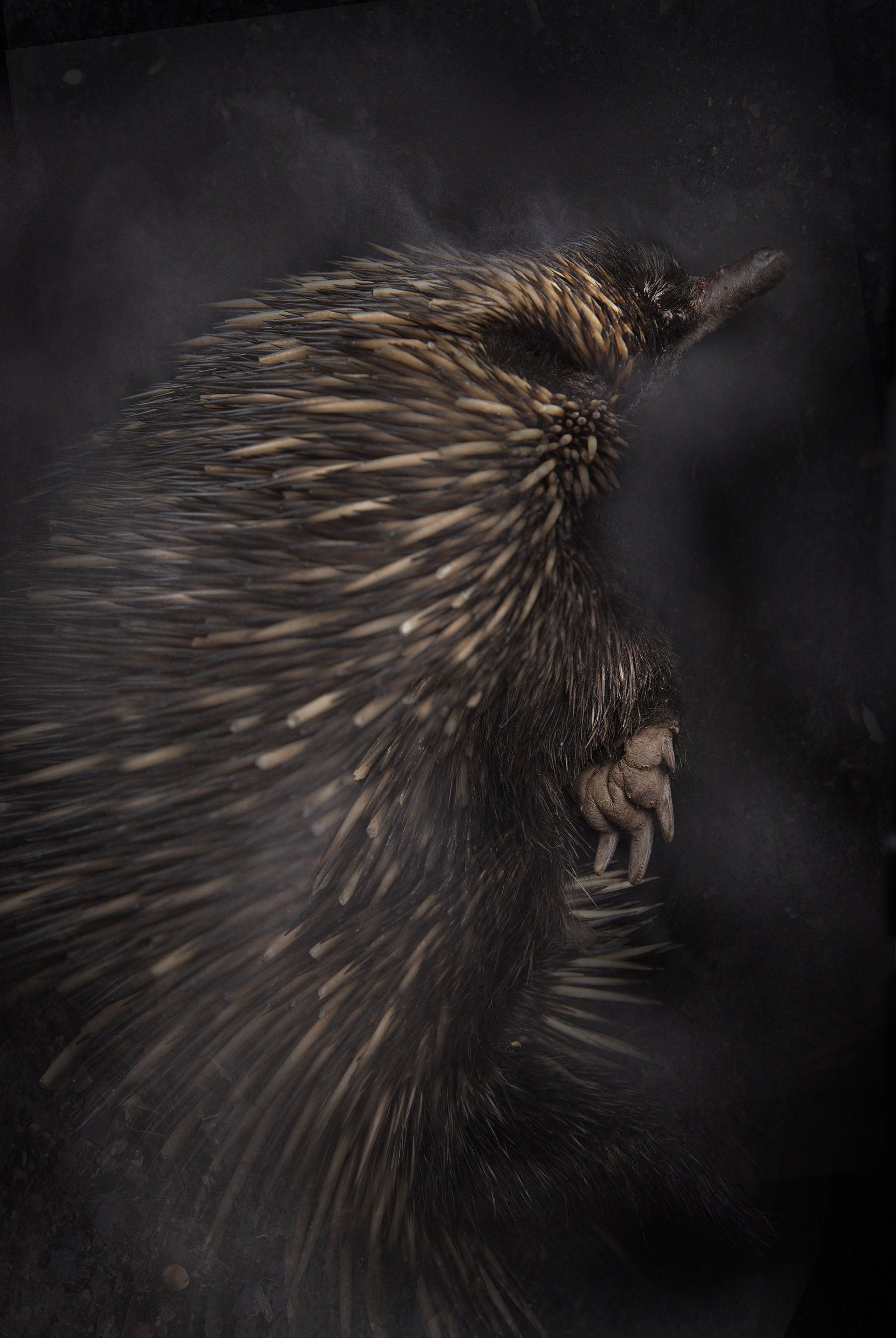 Rebecca Dagnall, Portrait of the Dead #7 (Echidna), 2022, archival pigment print on Canson Photographique paper, 100 x 67cm, ed. 5