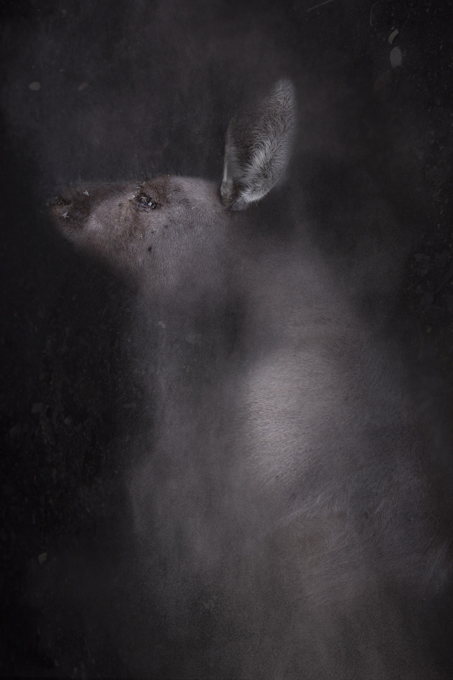 Rebecca Dagnall, Portrait of the Dead #5 (Kangaroo), 2022, archival pigment print on Canson Photographique paper, 100 x 67cm, ed. 5