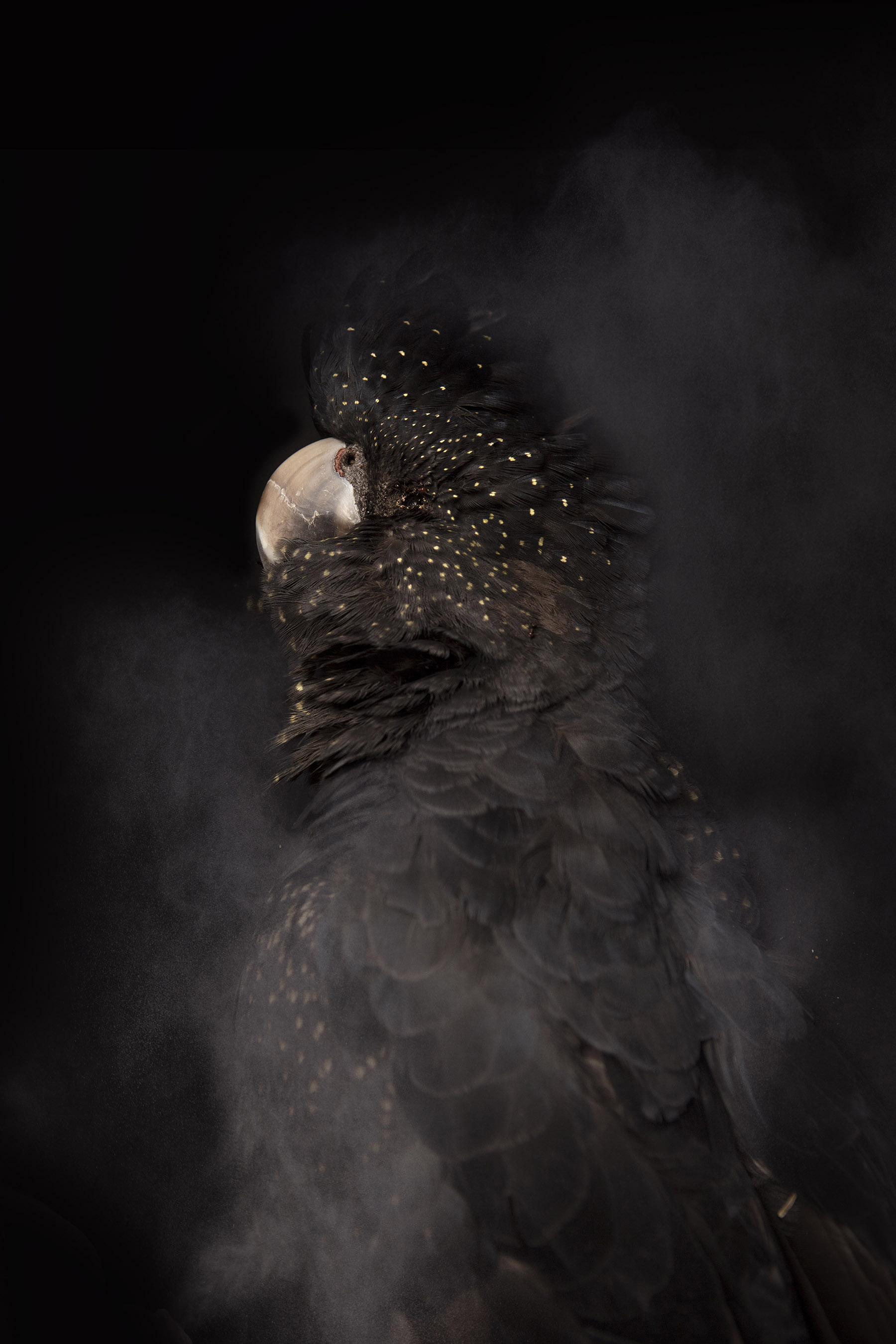 Rebecca Dagnall, Portrait of the Dead #2 (Black Cockatoo), 2021, archival pigment print on Canson Photographique paper, 100 x 67cm, ed. 5