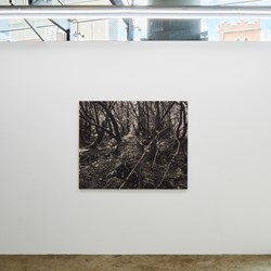 Nigel Hewitt, Echoes from the Forest, Oct-Nov 2022. Acorn photo (3)