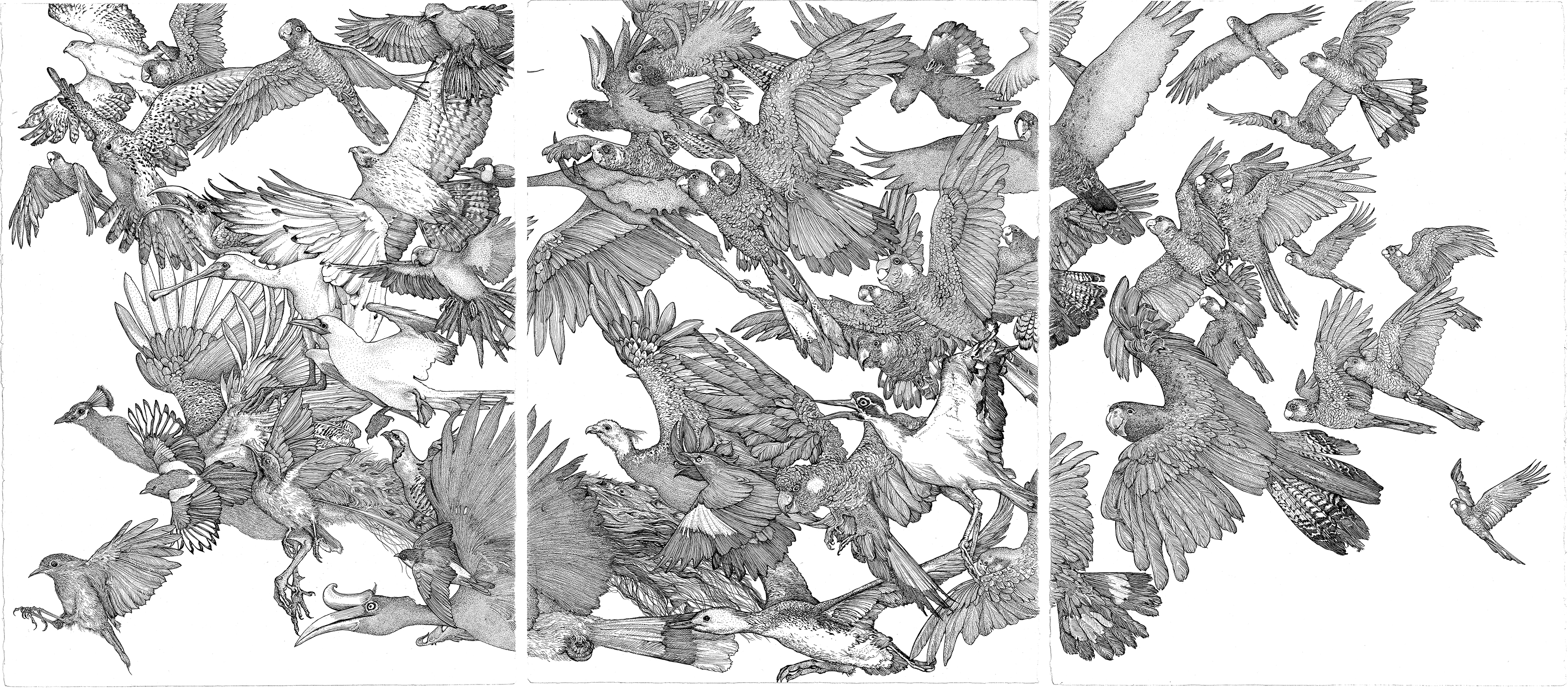 Andrew Nicholls, Flock (50th anniversary commission for Curtin University), 2017, archival ink pen on watercolour paper, 57 x 76cm (each, 3 panels). Curtin University Art Collection