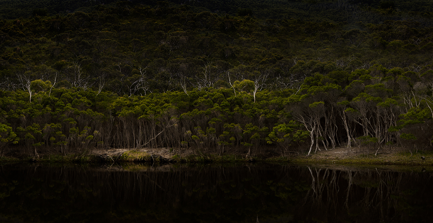 Rebecca Dagnall, Impenetrable Bush, 2016, 77 x 150cm, ed. 5