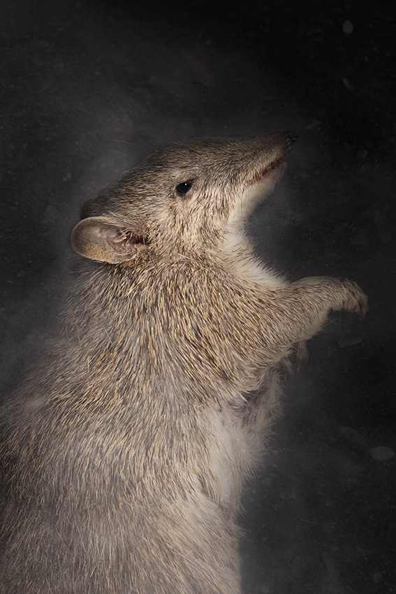 Rebecca Dagnall, Portrait of the Dead #6 (Bandicoot), 2022, archival pigment print on Canson Photographique paper, 100 x 67cm, ed. 5