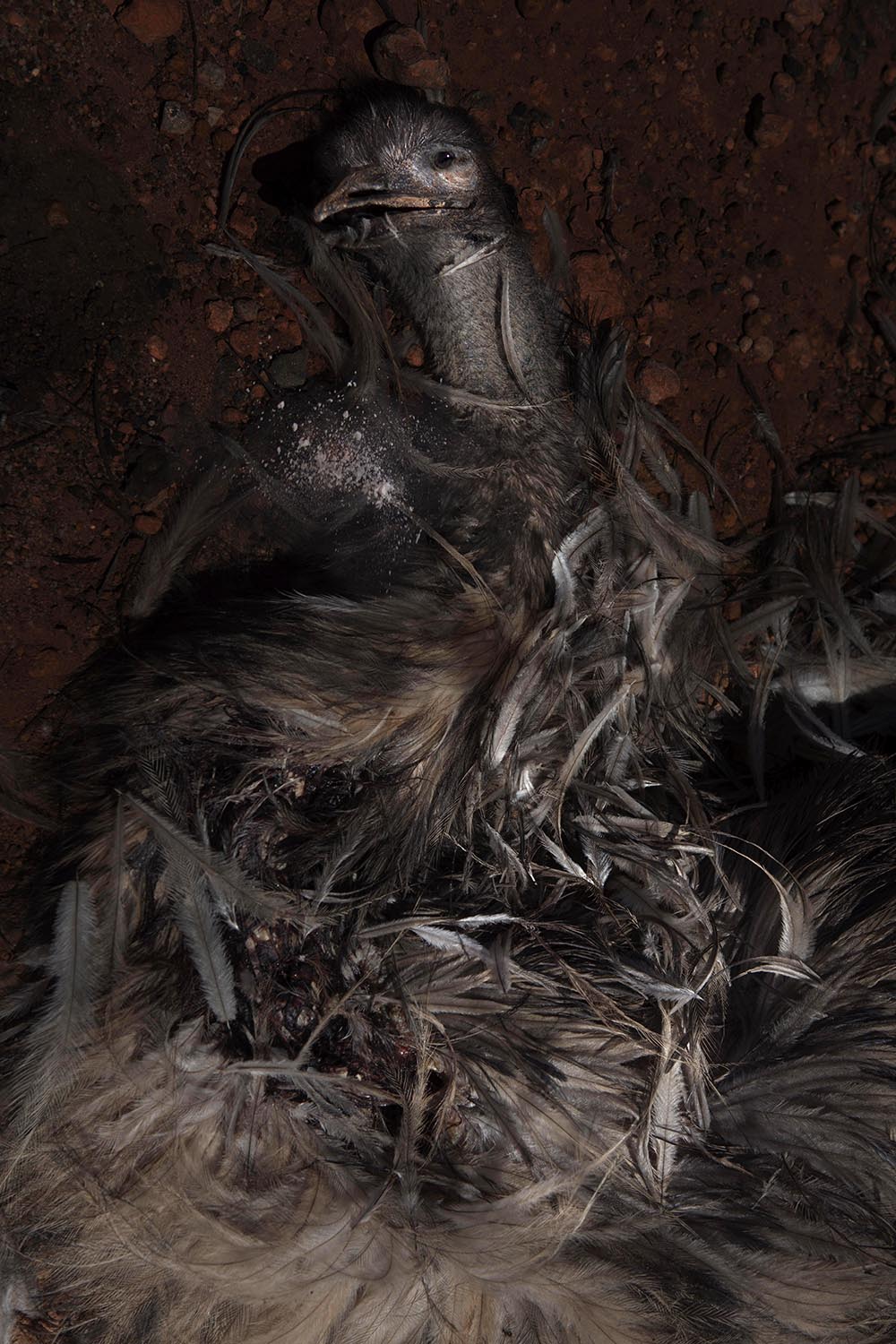 Rebecca Dagnall, Portrait of the Dead #1 (Emu), 2015-2020, archival pigment print on Canson Photographique paper, 100 x 67cm, ed. 5