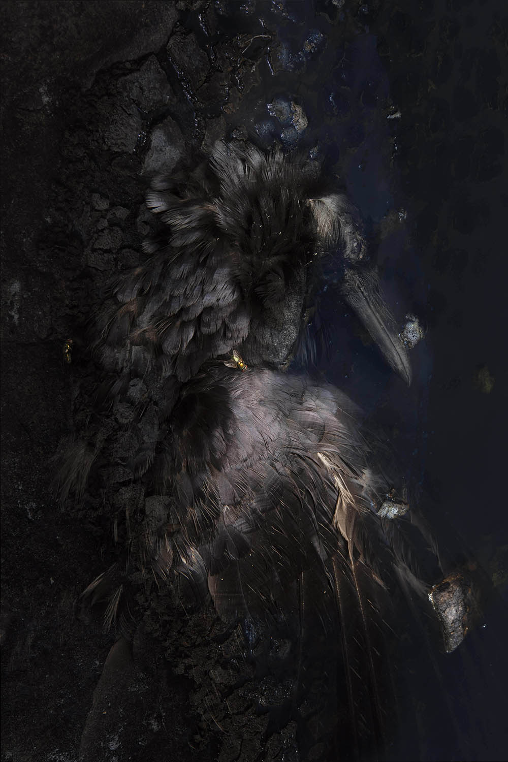 Rebecca Dagnall, Portrait of the Dead #3 (Crow), 2021, archival pigment print on Canson Photographique paper, 100 x 67cm, ed. 5